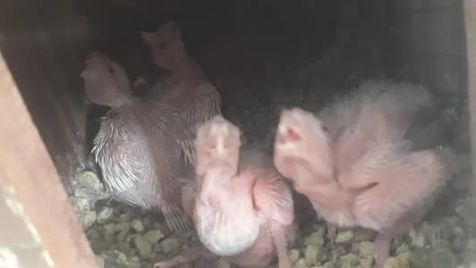 cocktail pure eno red eyes chicks