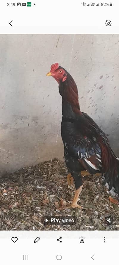 Aseel murgha or murghian