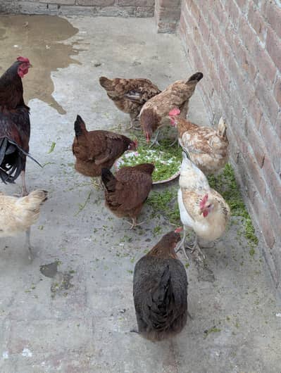 8 desi murgi all egg laying| 1 desi murgi