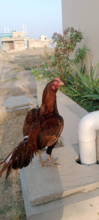 High quality  Punjab breed