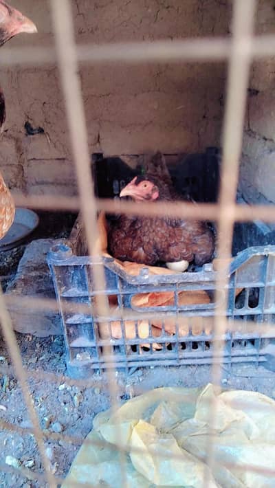 aseel mianwali chicks Nd hens for sale