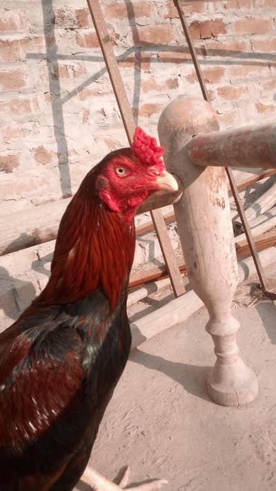 mianwali aseel killi taj long tail lasani cross