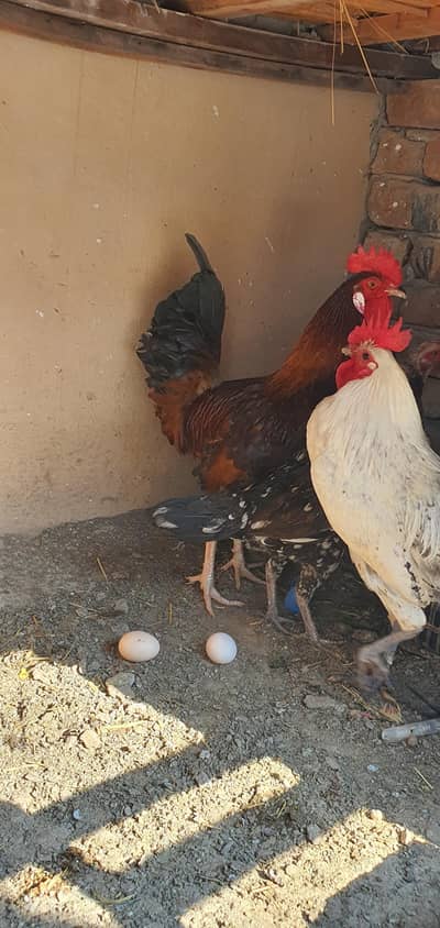 aseel murgi full active egg laing desi murga