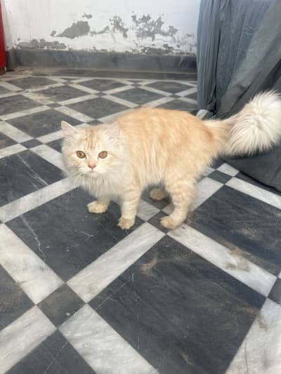Male Persian Cat for Sale