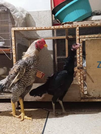 shamoo(Germany) for sale