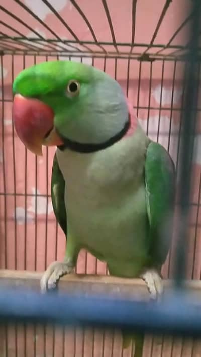 pahari breedar piar urgent for sale 0316.240. 25.35