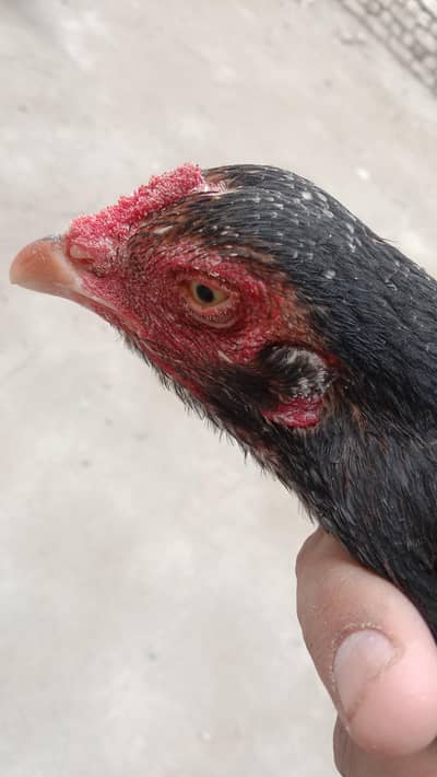 Aseel Hen for sale