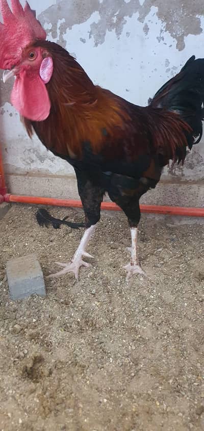 Sindhi aseel murga for sale