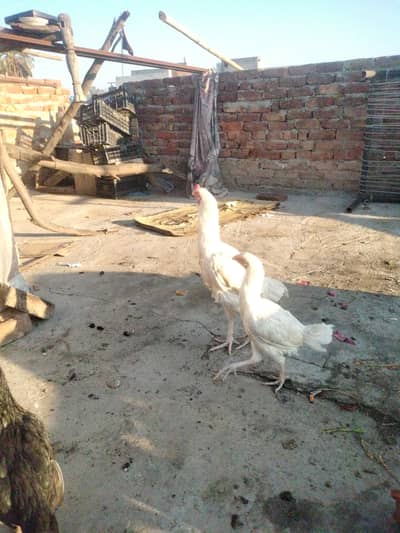 paper white aseel eggs high quality. 03482727920