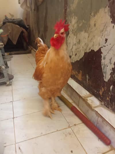 good looking goldan puf arjant saling