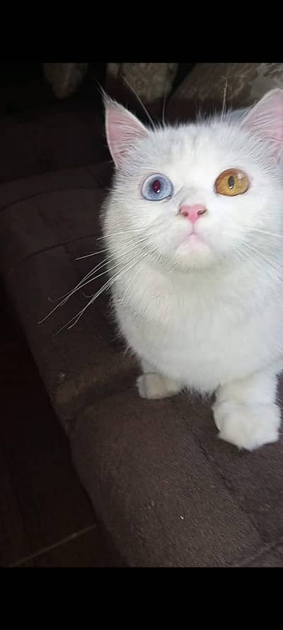 persian cates for sale