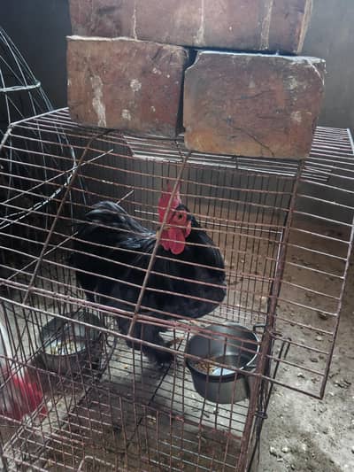 Betum male black and blue