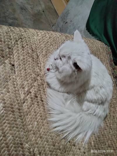 Cute Percian Blue Eyes Long Coated Litter Trained Female Cat