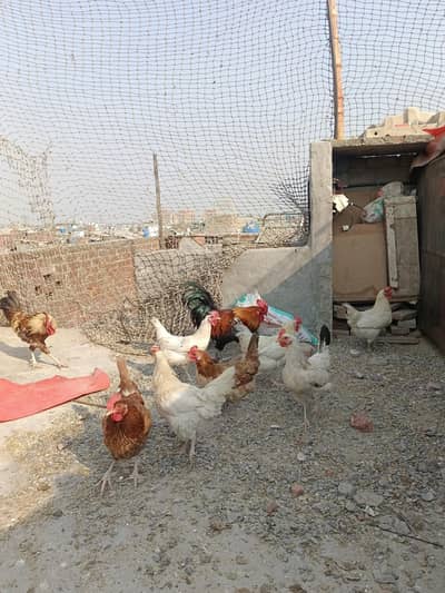 dasi murgiya dasi murgay 03041445191 eggs laying 100% pure