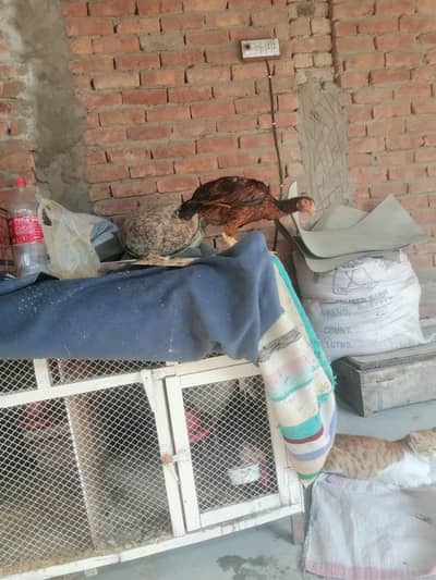 mianwali aseel pathi 03491136214