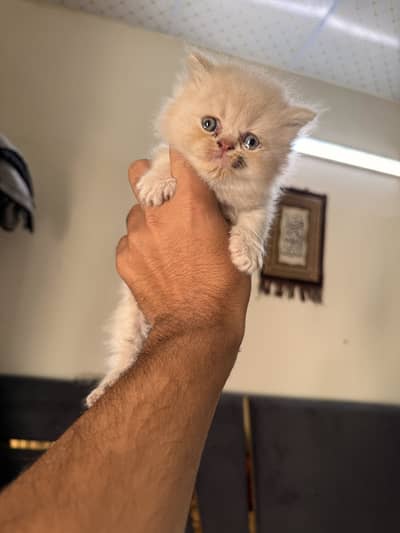 Punch Face Persian Kittens Tripple coated