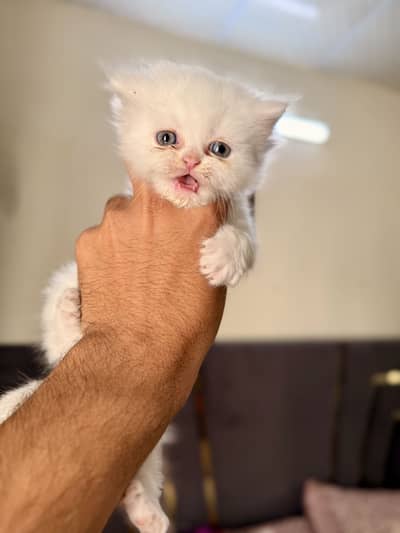 Punch Face Persian Kittens Tripple coated