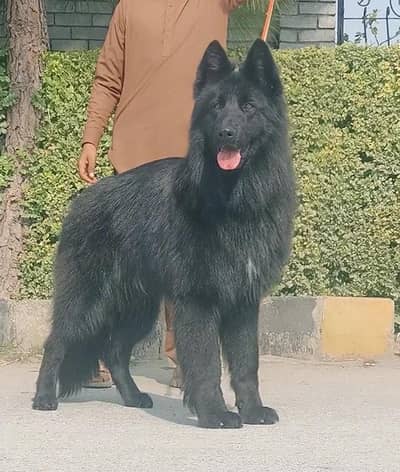 German Shepherd | Black Shepherd Dog | Long Coat Dog | Gsd For Sale