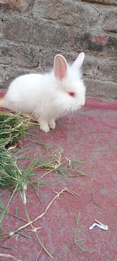 انگور نسل کے بچے ہیں بہت ہی اچھے انگورا نسل کے ہرگوش انگورا