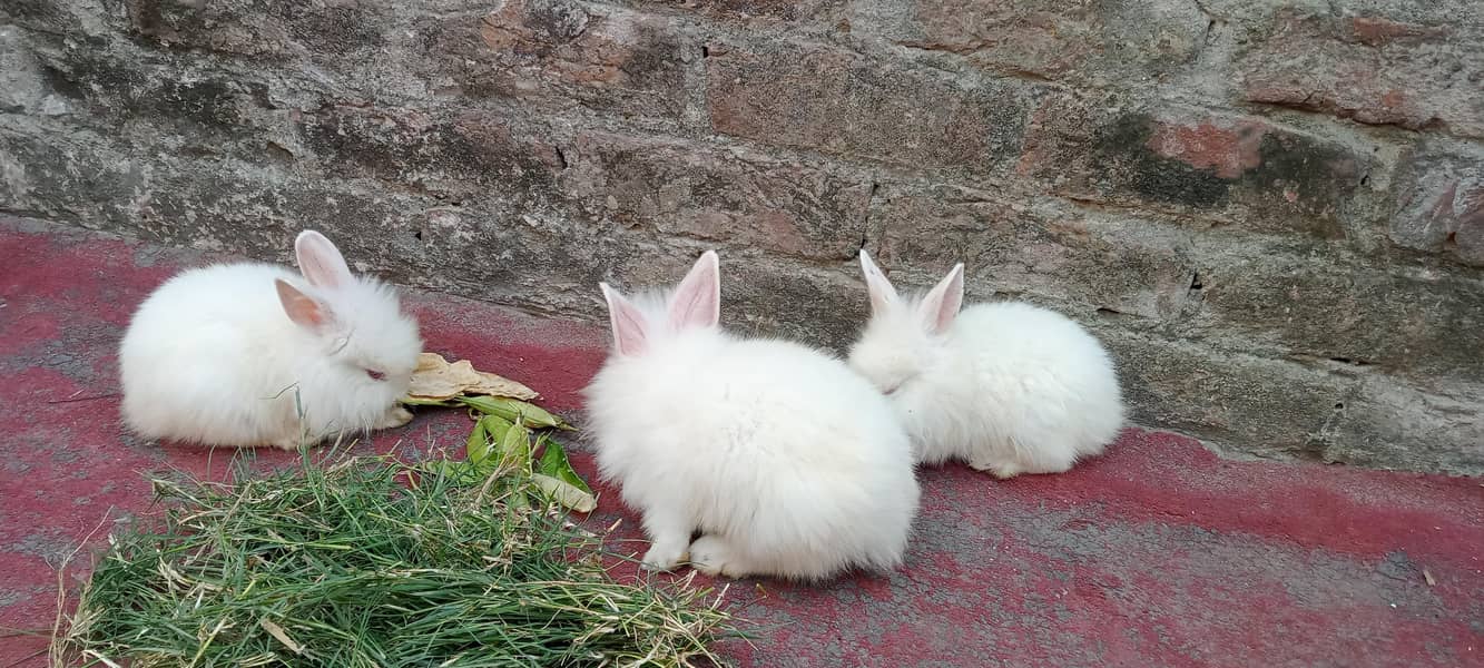 انگور نسل کے بچے ہیں بہت ہی اچھے انگورا نسل کے ہرگوش انگورا 1