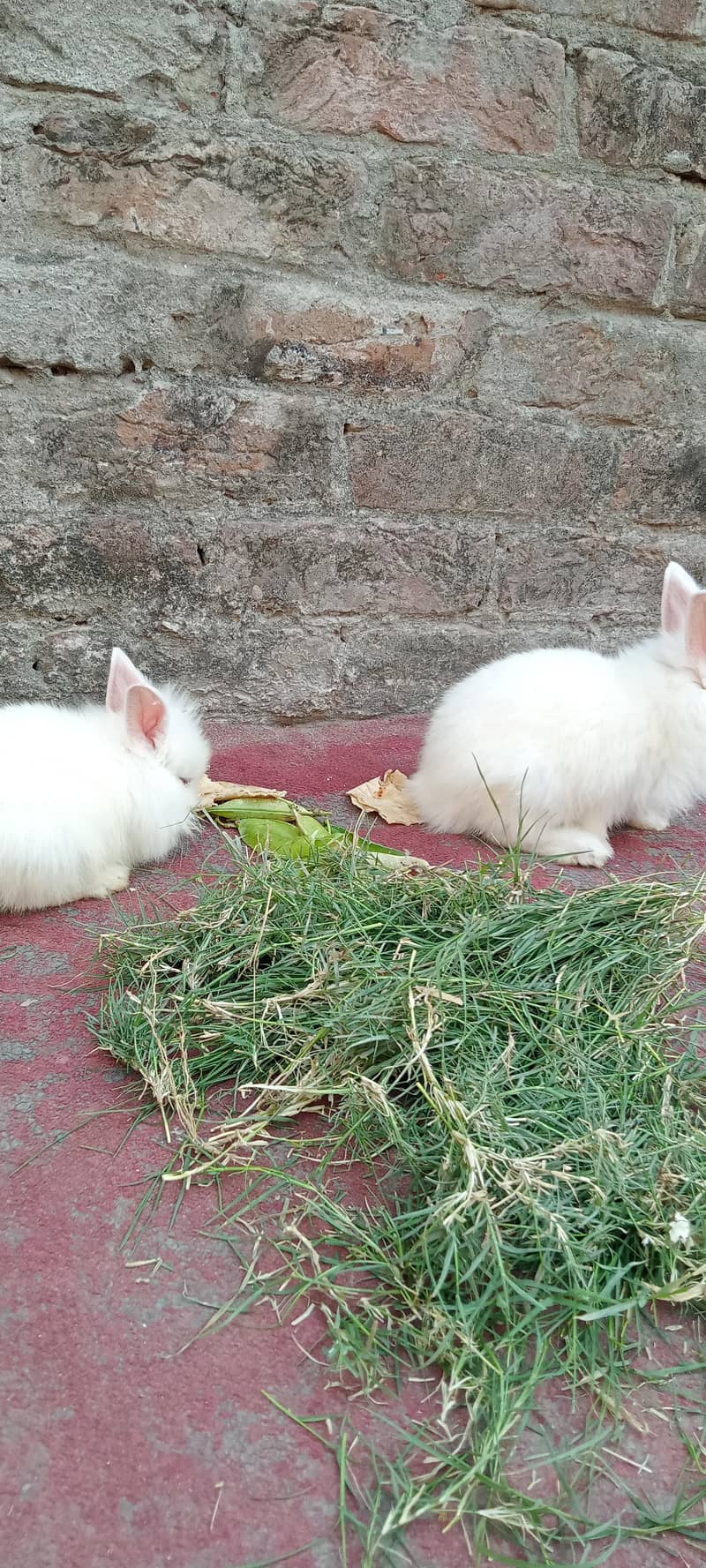 انگور نسل کے بچے ہیں بہت ہی اچھے انگورا نسل کے ہرگوش انگورا 2