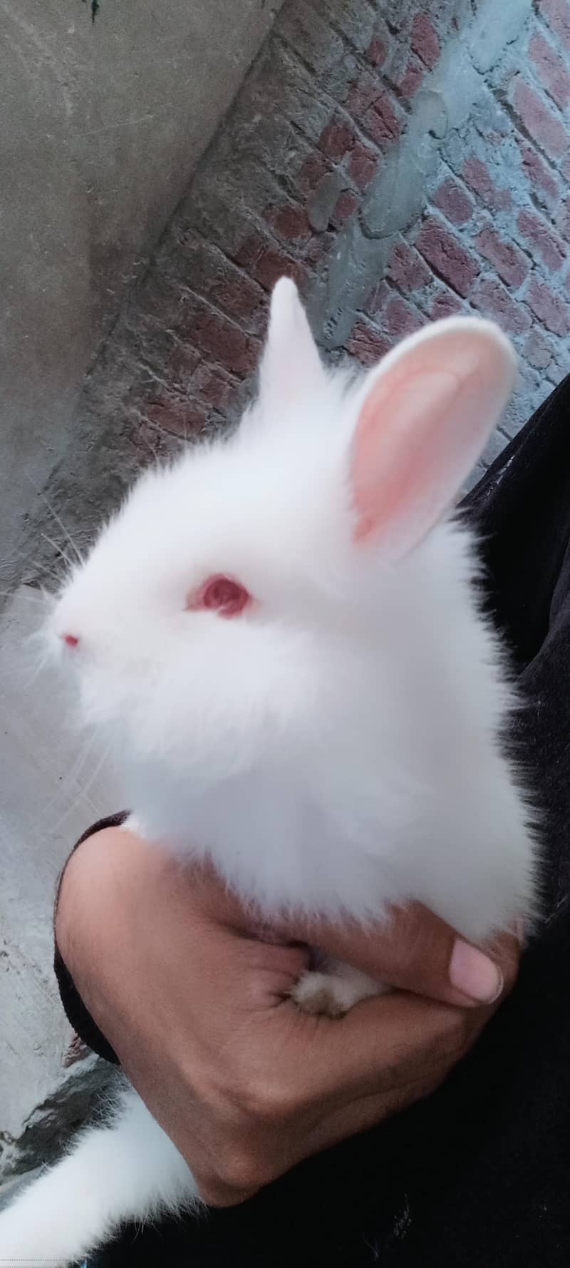 انگور نسل کے بچے ہیں بہت ہی اچھے انگورا نسل کے ہرگوش انگورا 3