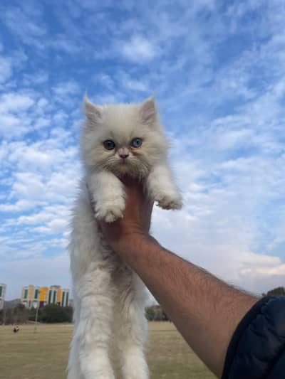 Persian kitten