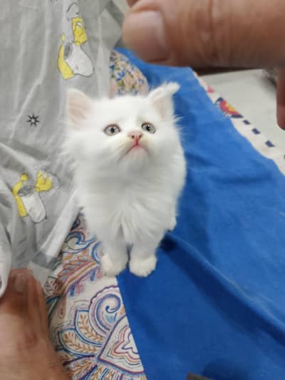 kitten Persian
