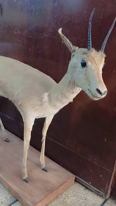 Vintage Taxidermy Blackbuck (Kala Hiran) Full Body Mount – Rare!