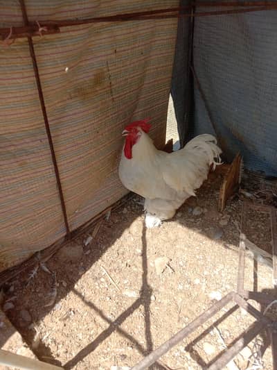 Light Sussex hens pair