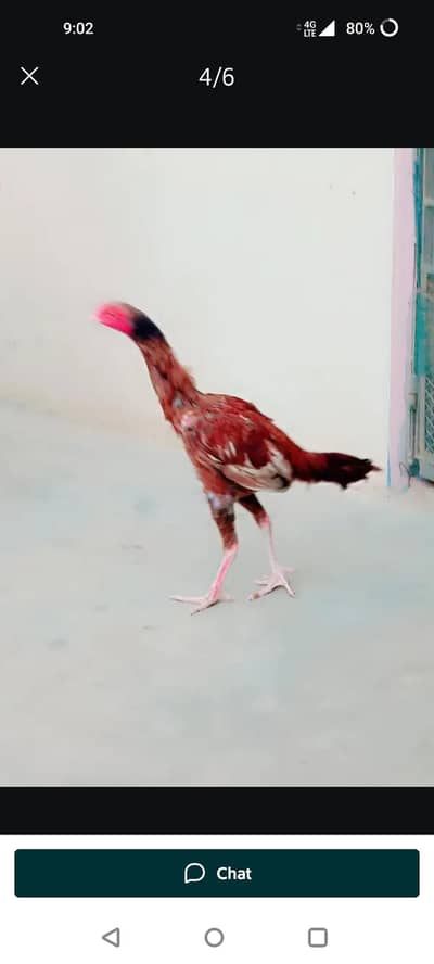 Aseel Murgha Aur Aseel murghi