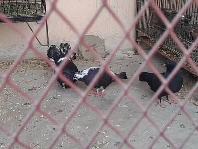 Black aur White healthy pigeons sale ke liye available hain.