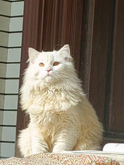 Persian Cat Male For sale
