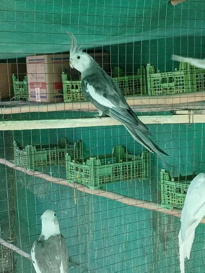 cockatiel males & pigeon