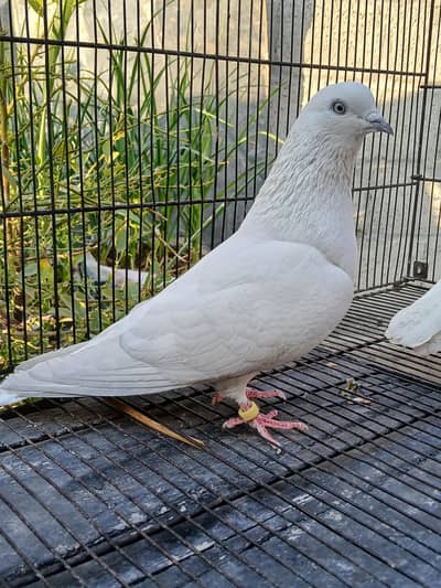 cockatiel males & pigeon