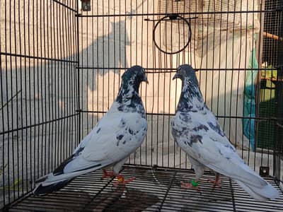 chat wala silkoti pair