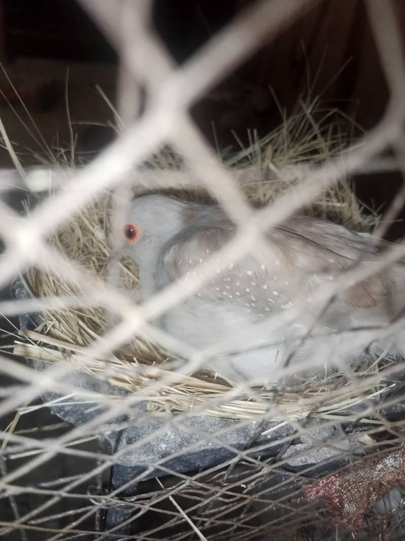 Doves Breeder Female 0
