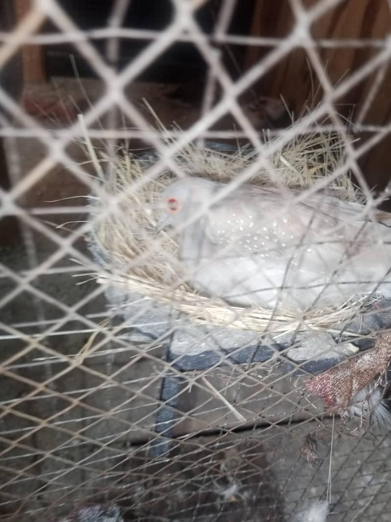 Doves Breeder Female 1