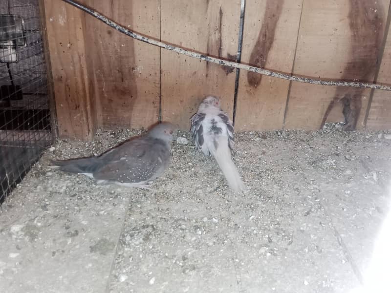 Doves Breeder Female 2