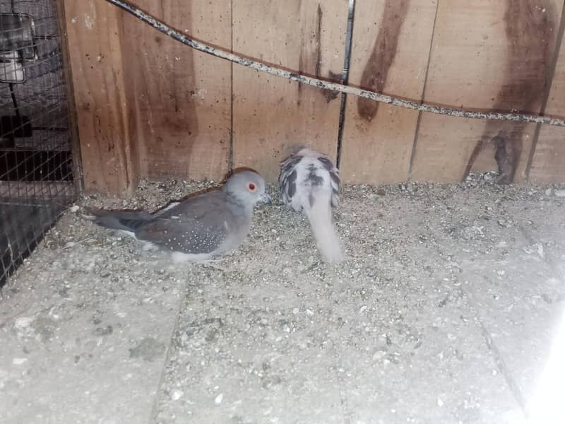 Doves Breeder Female 3