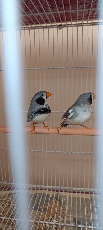Black Cheek pied (yellow beak), half orange Finchs