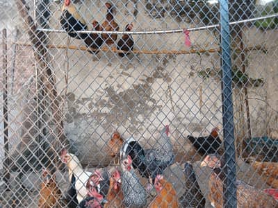 Hen for sale Lhr Ravi Road