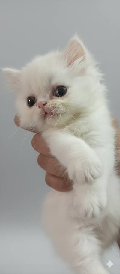 Persian Kittens