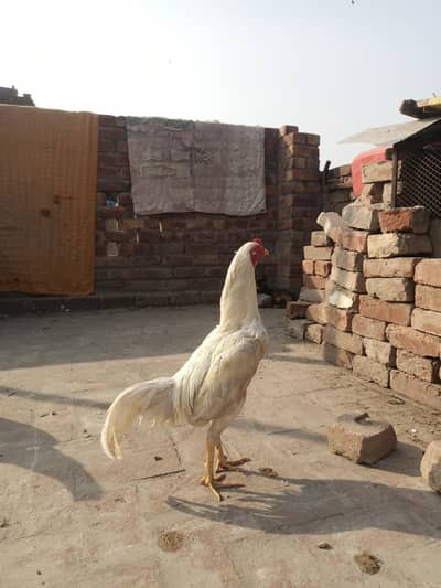 aseel heera active&healthy