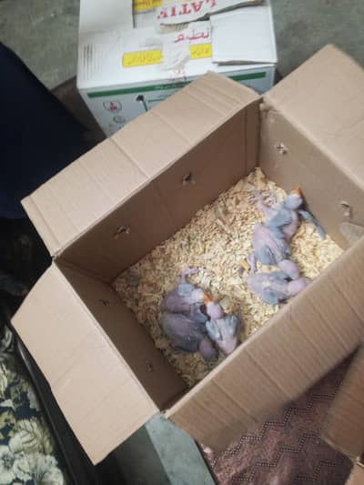 I am selling my raw baby parrot. contact no 03305207405
