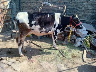 cow urgent sale