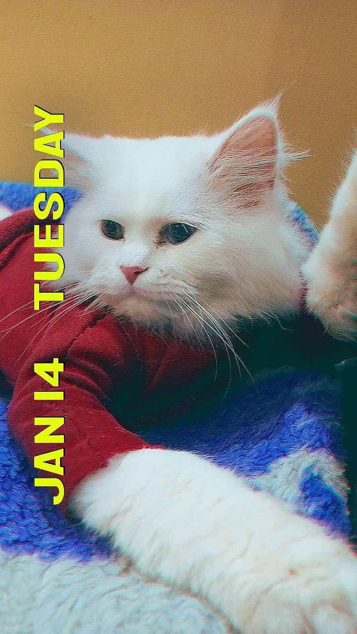 Persian cat 0