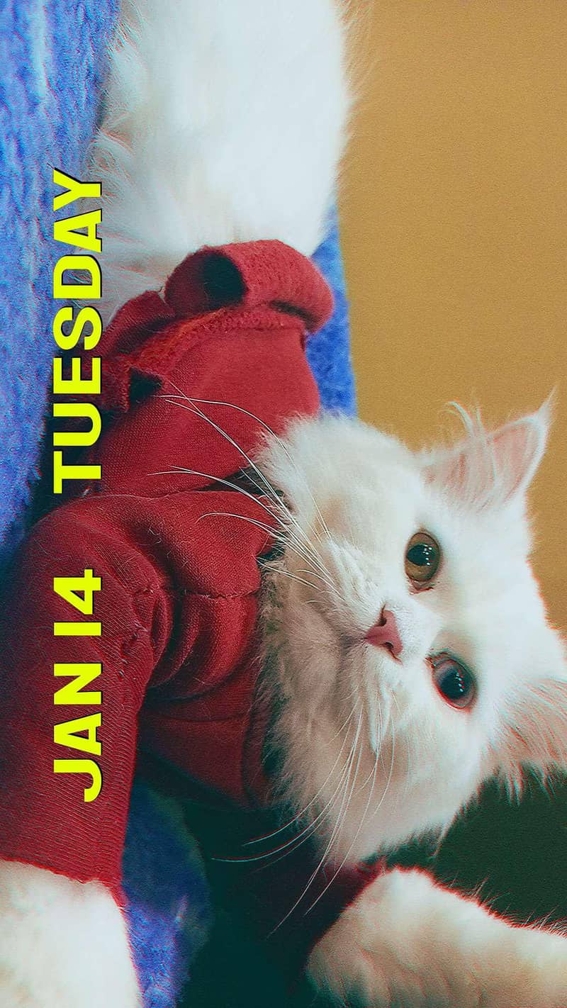 Persian cat 1