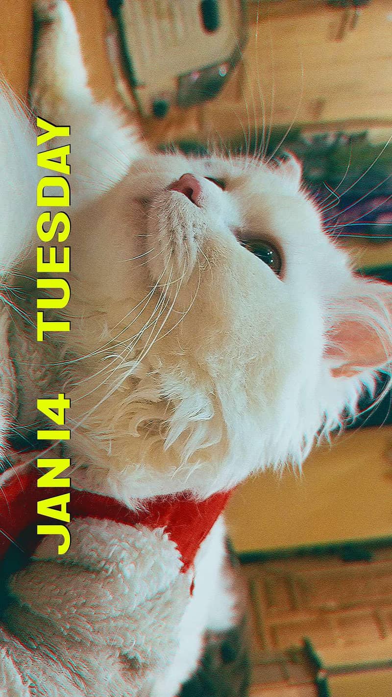 Persian cat 2