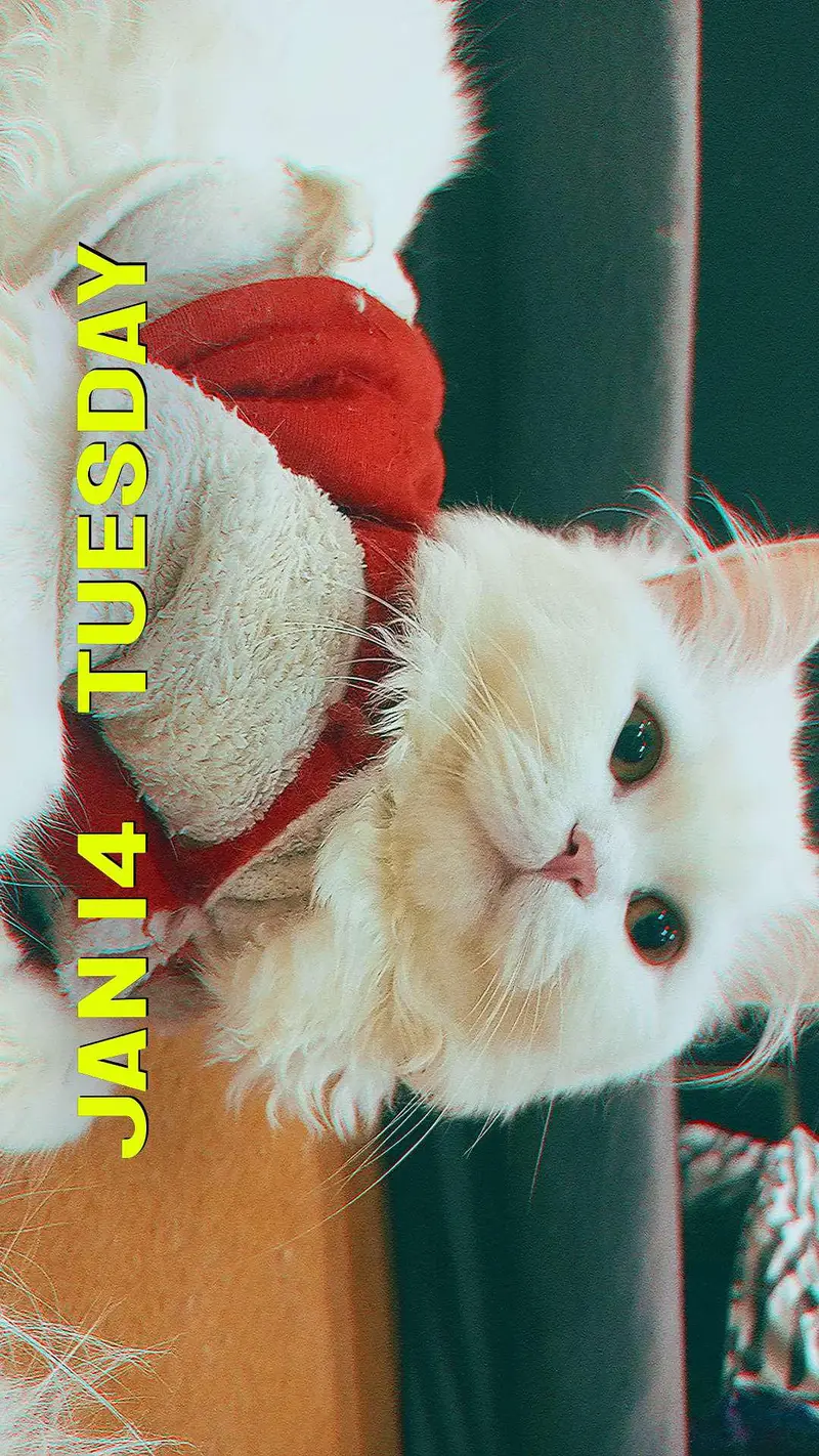 Persian cat — photo 4